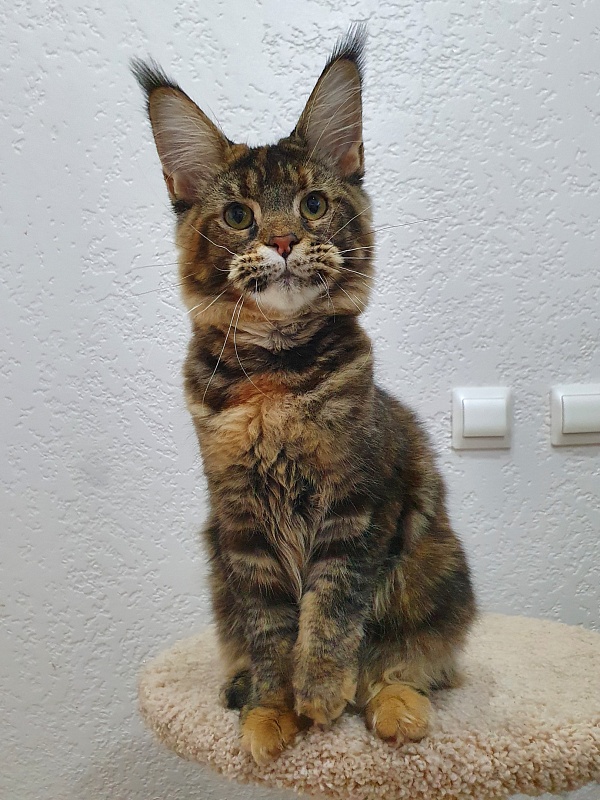 Spektrum Karina - Kitten maine-coon 5 months