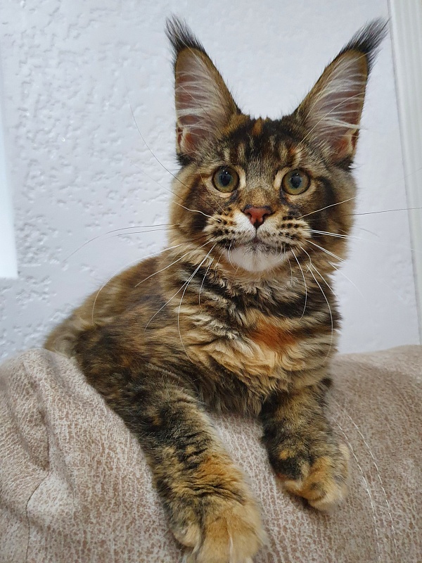 Spektrum Karina - Kitten maine-coon 5 months