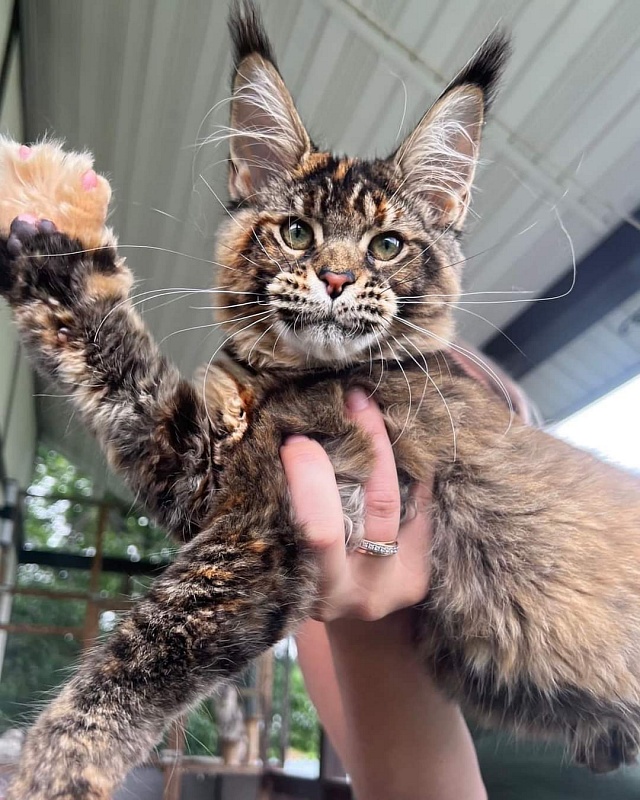 Spektrum Karina - Kitten maine-coon 3 weeks