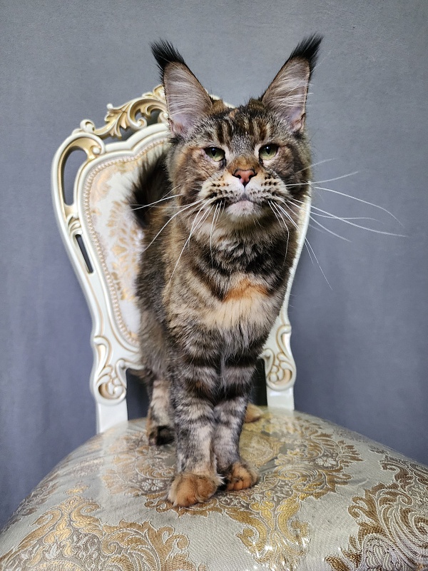 Spektrum Karina - Adult maine-coon 3 years 9 months 2.5 weeks