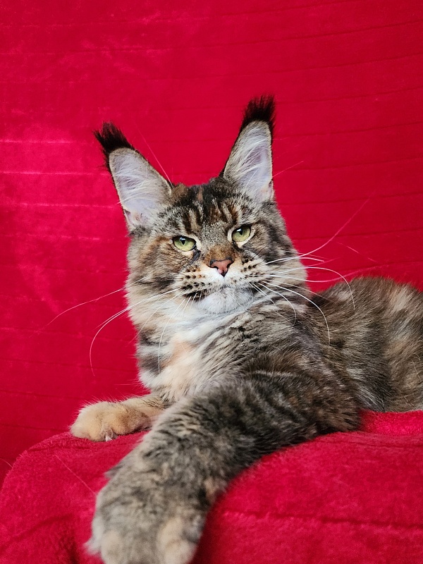 Spektrum Karina - Adult maine-coon 11 months 3 weeks