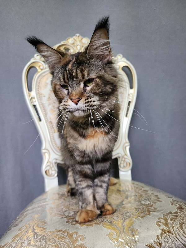 Spektrum Karina - Adult maine-coon 3 years 9 months 2.5 weeks