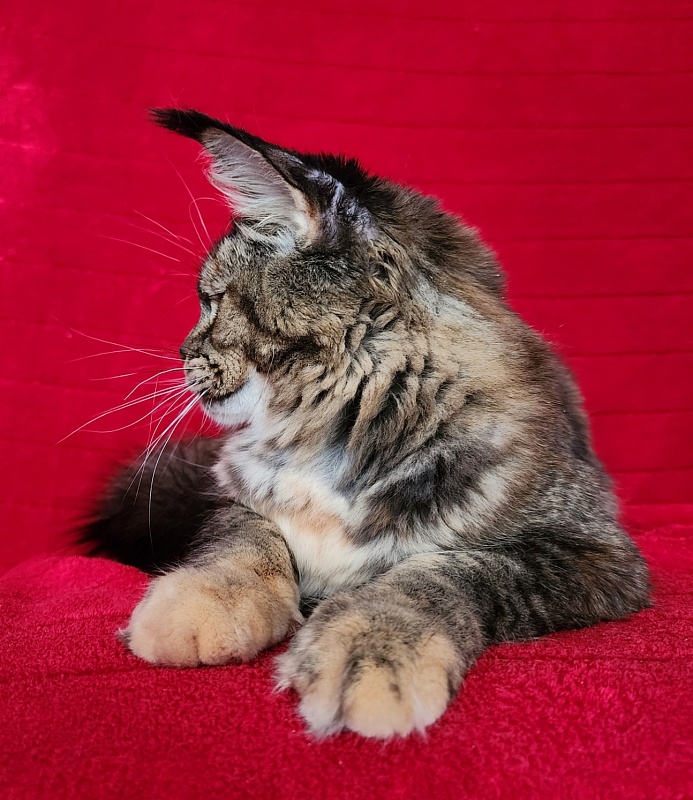Spektrum Karina - Adult maine-coon 11 months 3 weeks