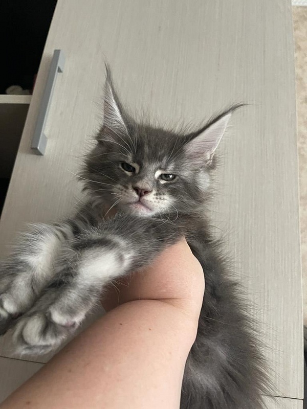 Lord Pride Webster - Kitten maine-coon 1 month