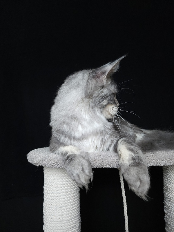 Lord Pride Webster - Junior maine-coon 9 months 3 weeks