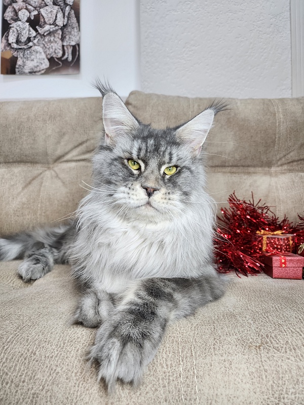 Lord Pride Webster - Adult maine-coon 1 year 8 months