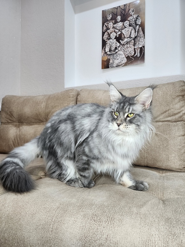 Lord Pride Webster - Adult maine-coon 1 year 8 months