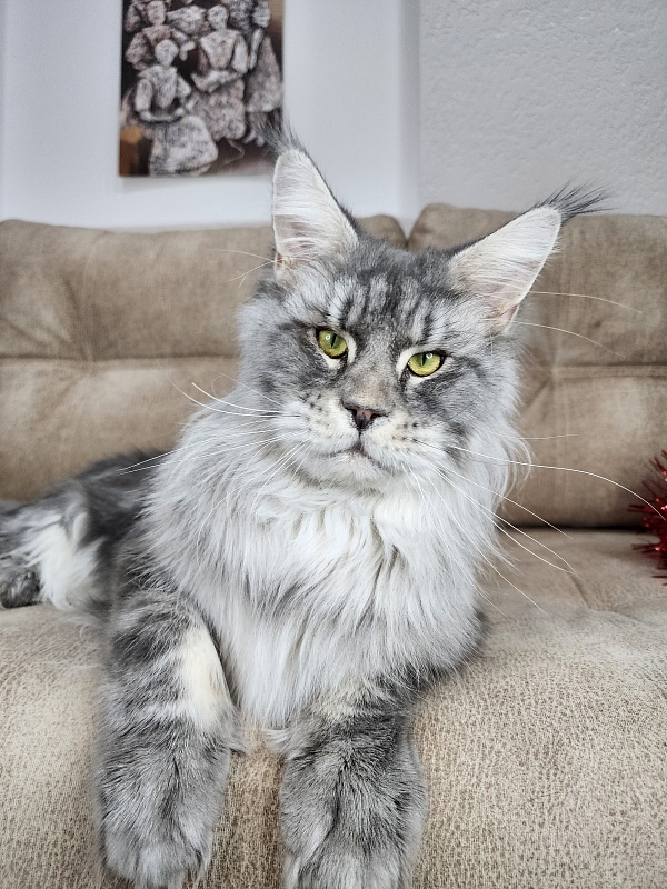 Lord Pride Webster - Adult maine-coon 1 year 8 months
