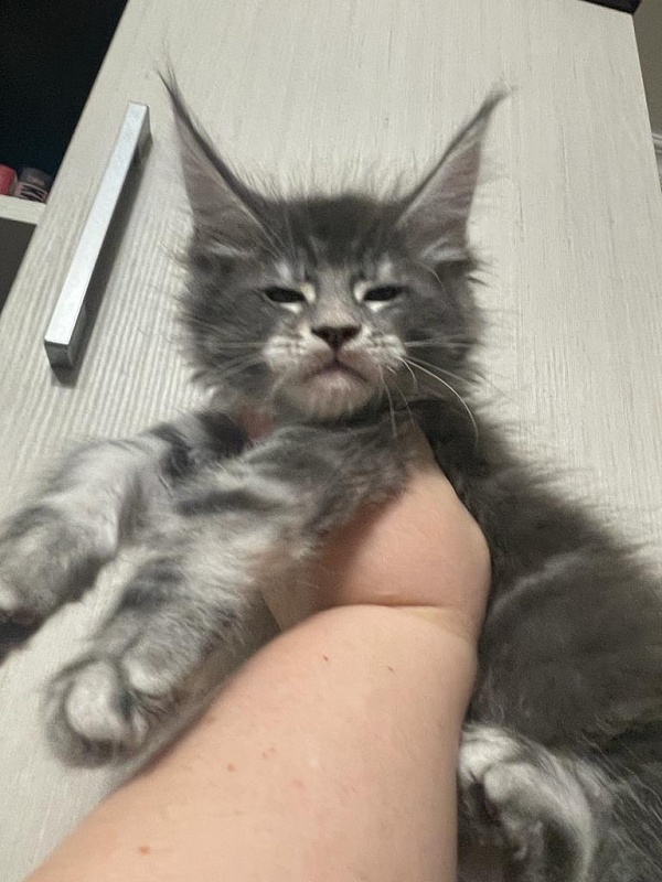 Lord Pride Webster - Kitten maine-coon 1 month