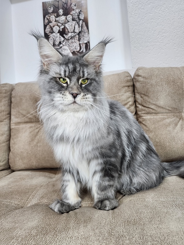Lord Pride Webster - Adult maine-coon 1 year 8 months