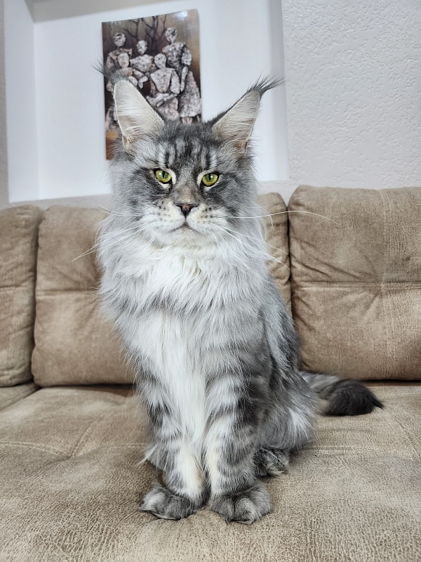 Lord Pride Webster - Adult maine-coon 1 year 8 months