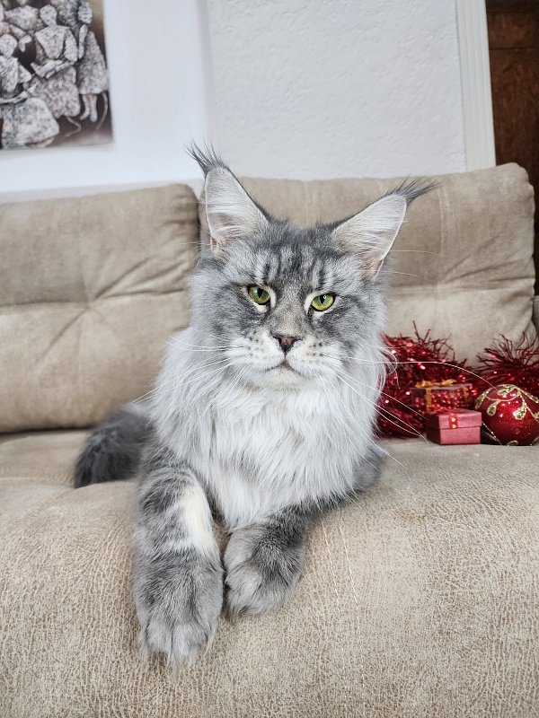 Lord Pride Webster - Adult maine-coon 1 year 8 months