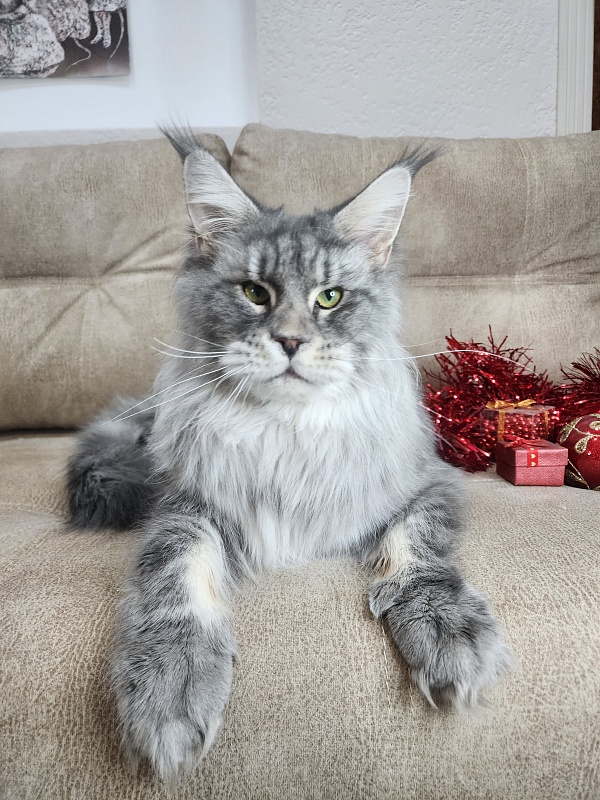 Lord Pride Webster - Adult maine-coon 1 year 8 months