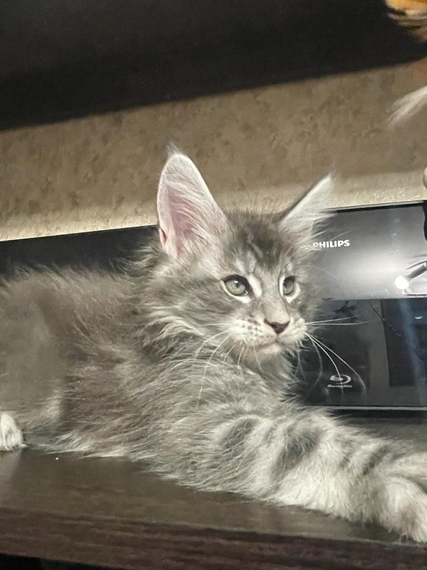 Lord Pride Webster - Kitten maine-coon 2 months