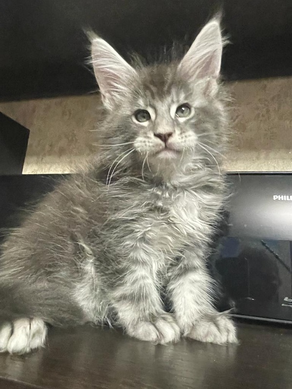 Lord Pride Webster - Kitten maine-coon 2 months