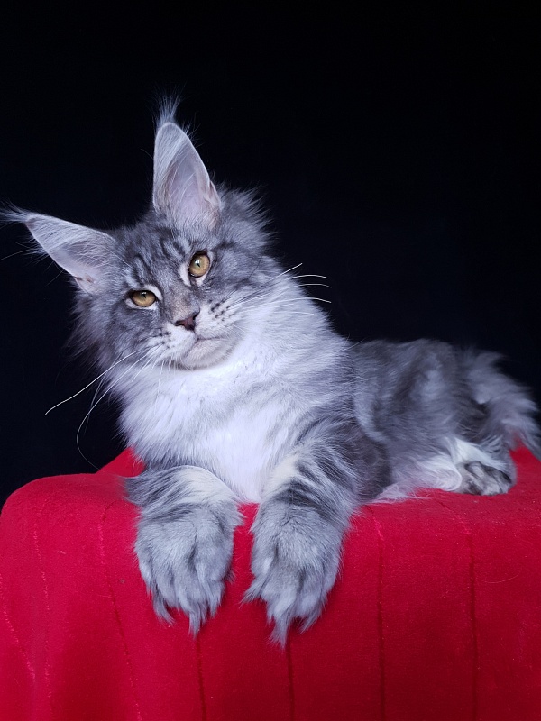 Lord Pride Webster - Kitten maine-coon 5 months