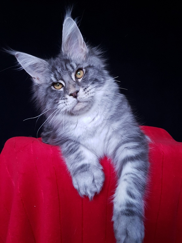 Lord Pride Webster - Kitten maine-coon 5 months
