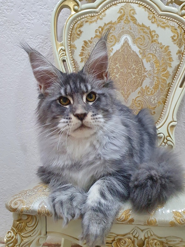 Lord Pride Webster - Kitten maine-coon 6 months