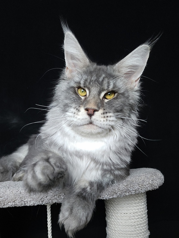 Lord Pride Webster - Junior maine-coon 9 months 3 weeks