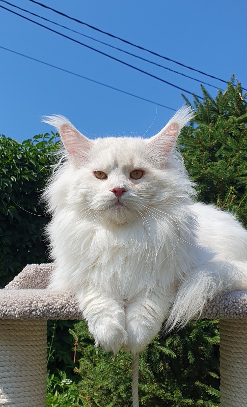 Five Star's Infiniti - Adult maine-coon 2 years 7 months 0.5 weeks