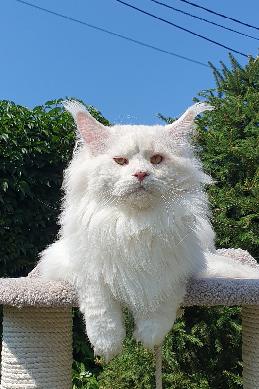 Five Star's Infiniti - Adult maine-coon 2 years 7 months 0.5 weeks