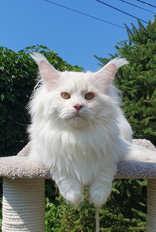 Five Star's Infiniti - Adult maine-coon 2 years 7 months 0.5 weeks