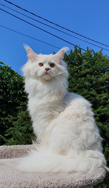 Five Star's Infiniti - Adult maine-coon 2 years 7 months 0.5 weeks