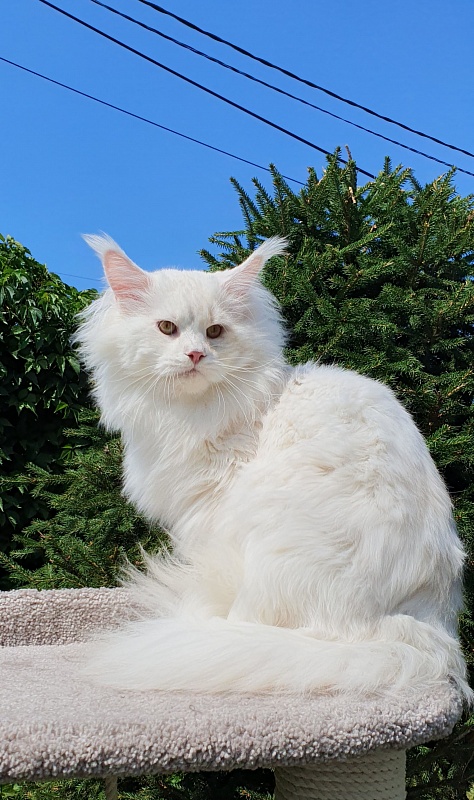 Five Star's Infiniti - Adult maine-coon 2 years 7 months 0.5 weeks