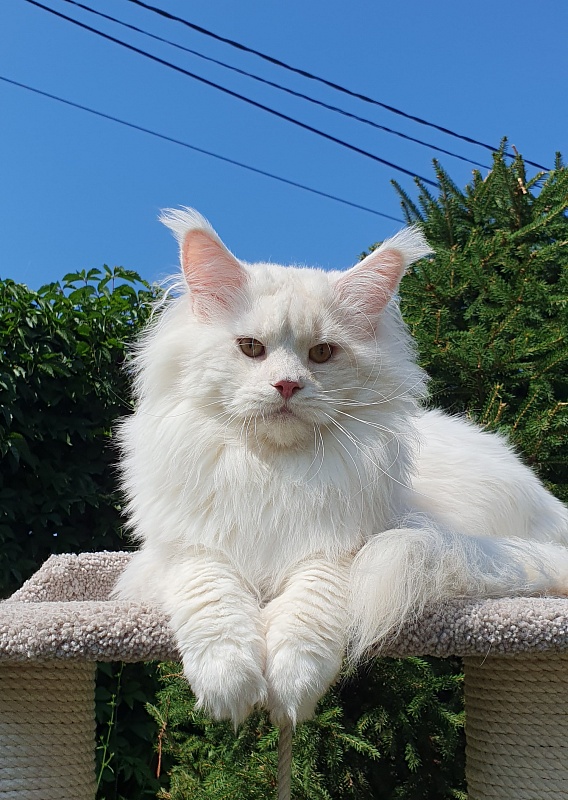 Five Star's Infiniti - Adult maine-coon 2 years 7 months 0.5 weeks