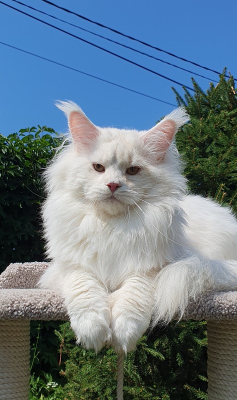 Five Star's Infiniti - Adult maine-coon 2 years 7 months 0.5 weeks