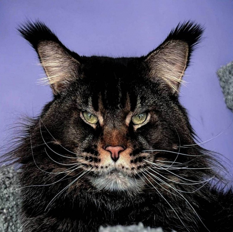 Bijoy Star Paws - мейн-кун