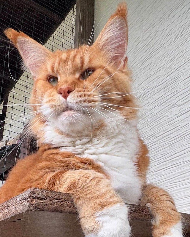 Spektrum Arlin - мейн-кун