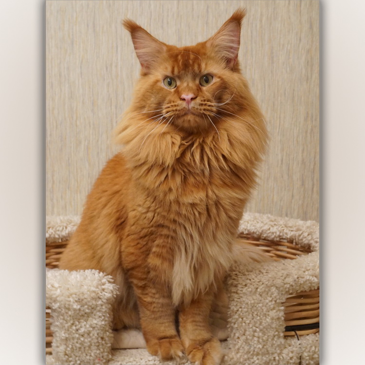 Unicum M'Tamerlan - maine-coon