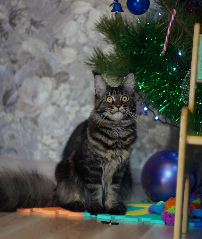 Harmony Angel Savage - мейн-кун