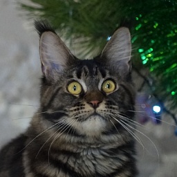 Harmony Angel Savage