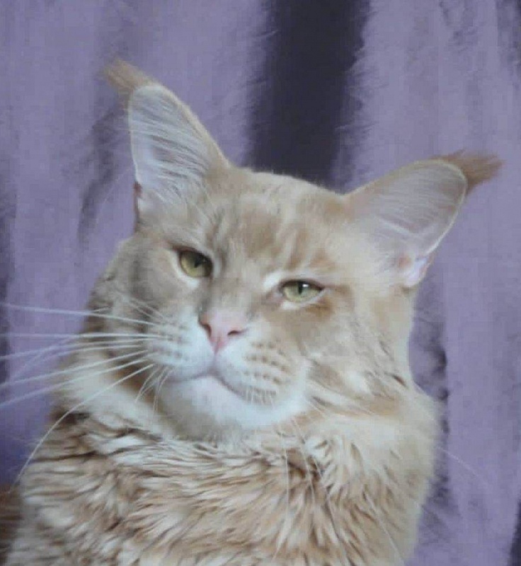 Spektrum Dilan - maine-coon