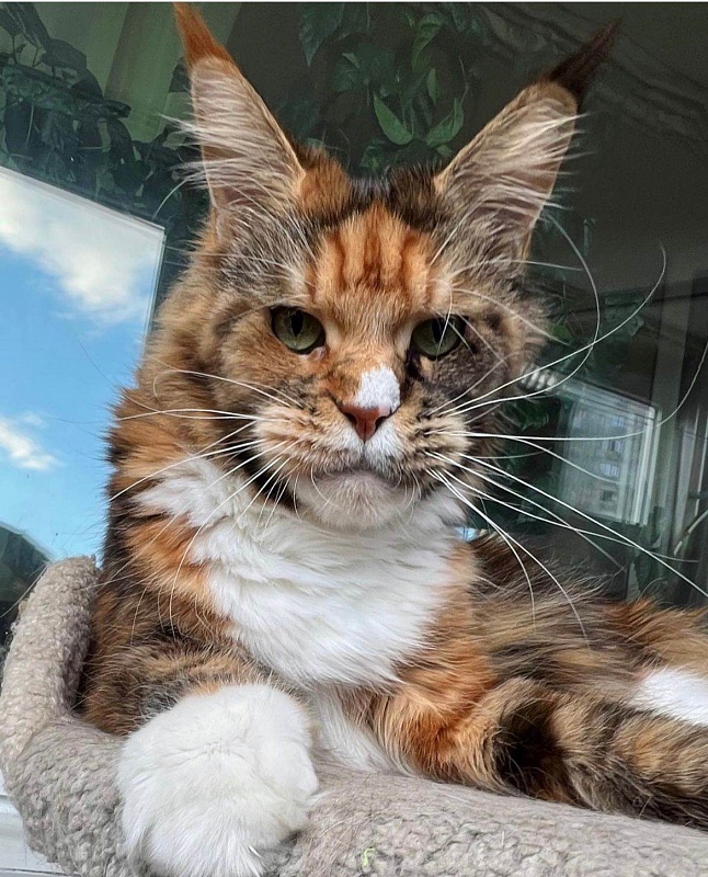 Spektrum Iskra - maine-coon