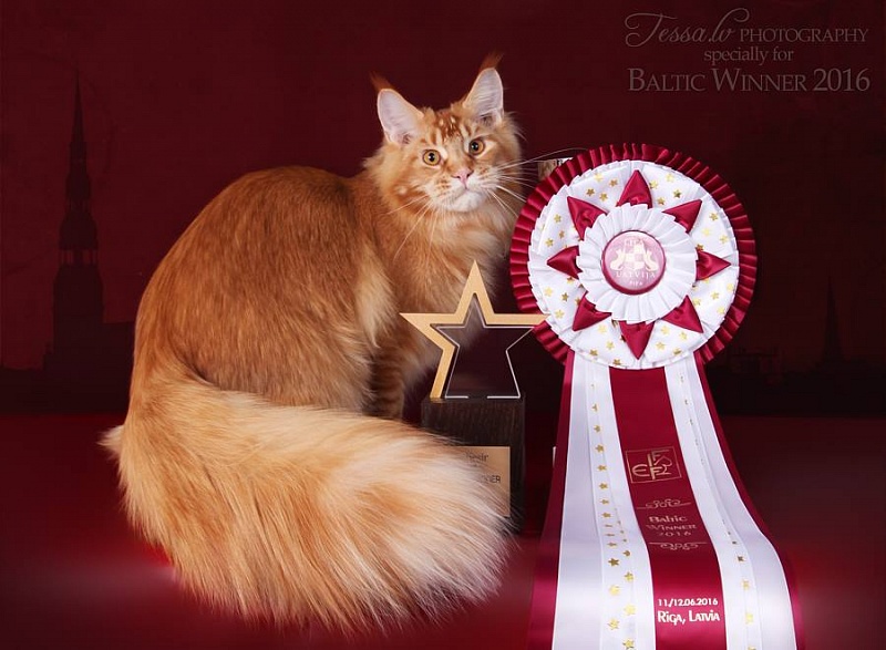 Unicum Troubadour - maine-coon