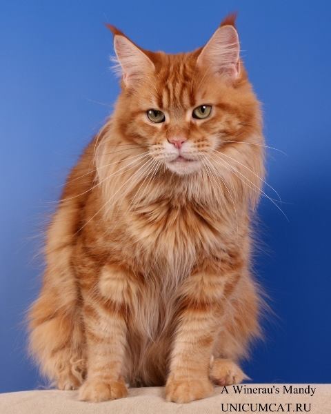 A'Winerau's Mandy - мейн-кун