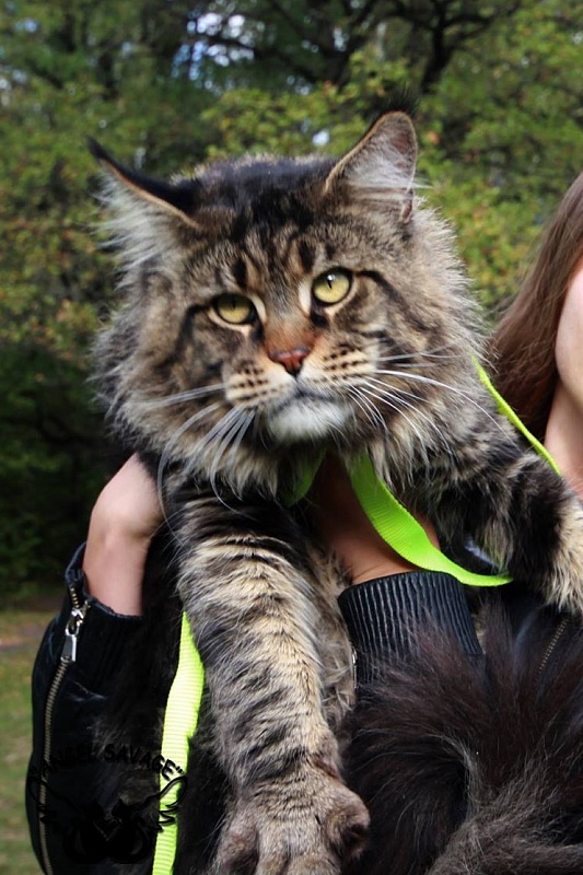 Larsen Angel Savage - мейн-кун