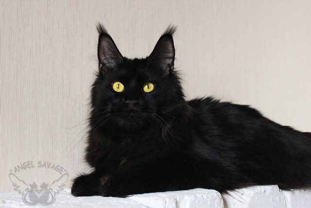 Sweet Angel Savage - мейн-кун