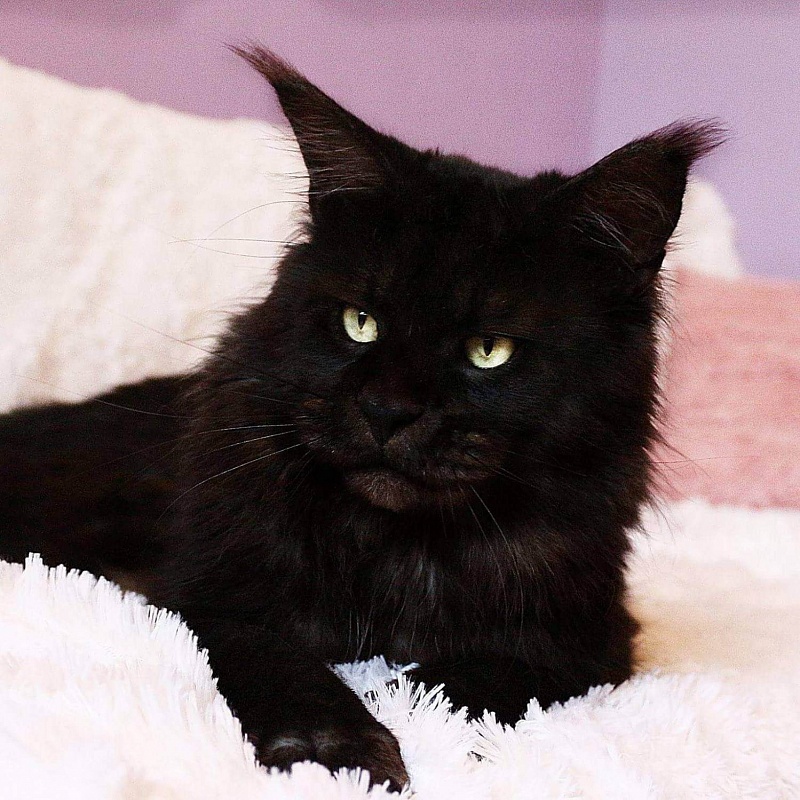 Eastwood Ferdinand - maine-coon