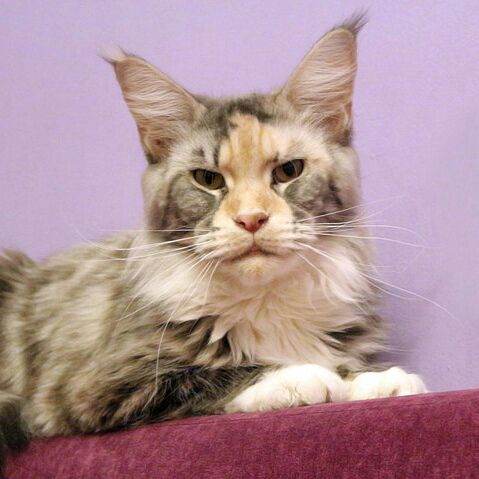 Eastwood Bonita - maine-coon