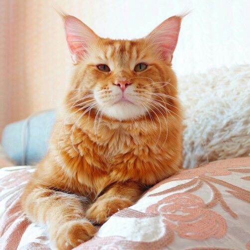 SugarIslands Vulcano - maine-coon