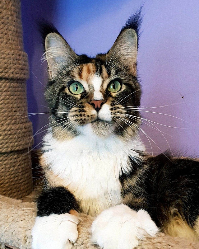 Joan DVcoon - мейн-кун