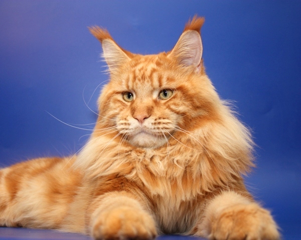 Pillowtalk's Quivero - Adult maine-coon 1 year 2 months 4 weeks