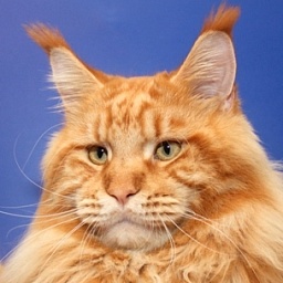 Pillowtalk's Quivero