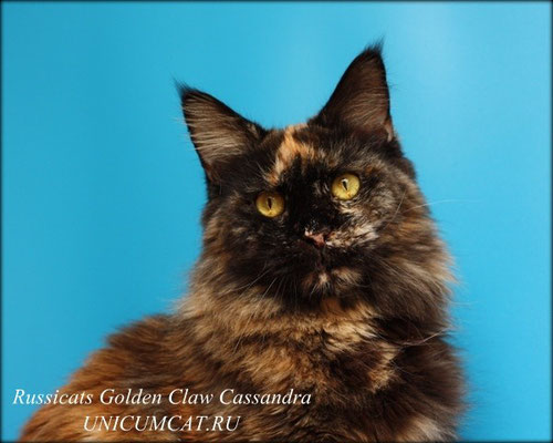 Cassandra Golden Claw Russicats - maine-coon