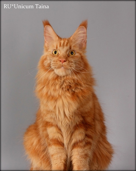 Unicum Taina - Adult maine-coon 2 years 10 months 3.5 weeks