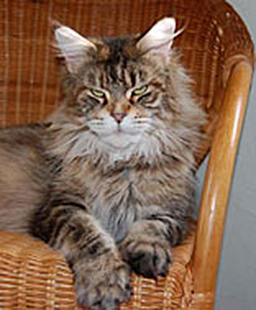 Langstteich's DD'Doris Day - maine-coon